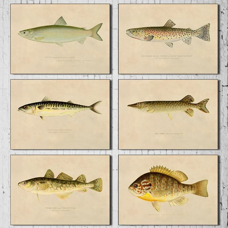 Creek Chub Silverside Minnow White Bass Fish Vintage Style Posters Prints Canvas Printing Wall Art Picture for Living Room De