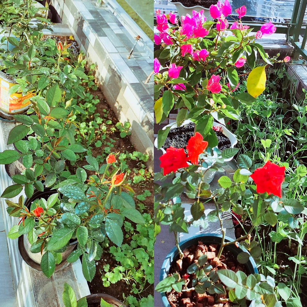 Trichoderma Harzianum Microscopic Soil Fungi Versatile Biofertilizer Microbial Fertilizer Protects Plants For Garden