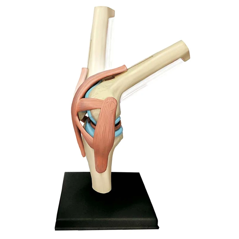 

Torso Human Body Model Education Knee Joint Organs Model For Student Teaching Study Assembling Model