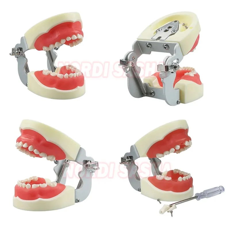 1Pcs Kids Deciduous Primary Teeth Model Dental Typodont  Baby Tooth Model With Removable Teeth Soft Gumsl For Dentist Teaching