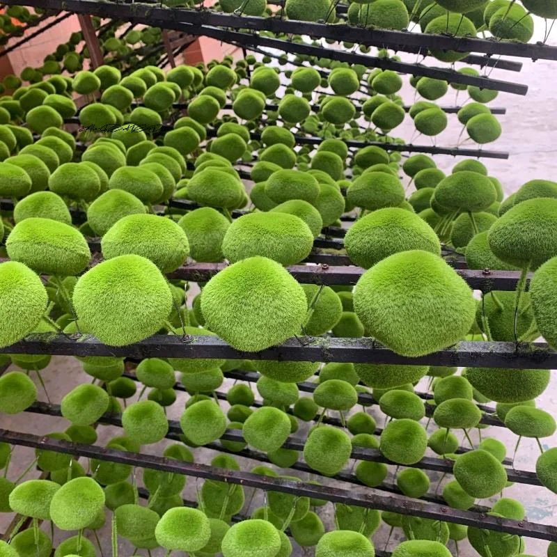 Preserved Moss Sheet - 5/10 Buah Batu Lumut Busa Hijau