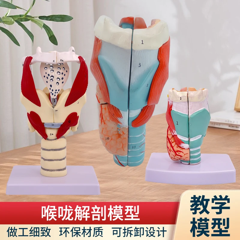 3X Enlarged Larynx Anatomy Model with Thyroid Nodules for Medical Training