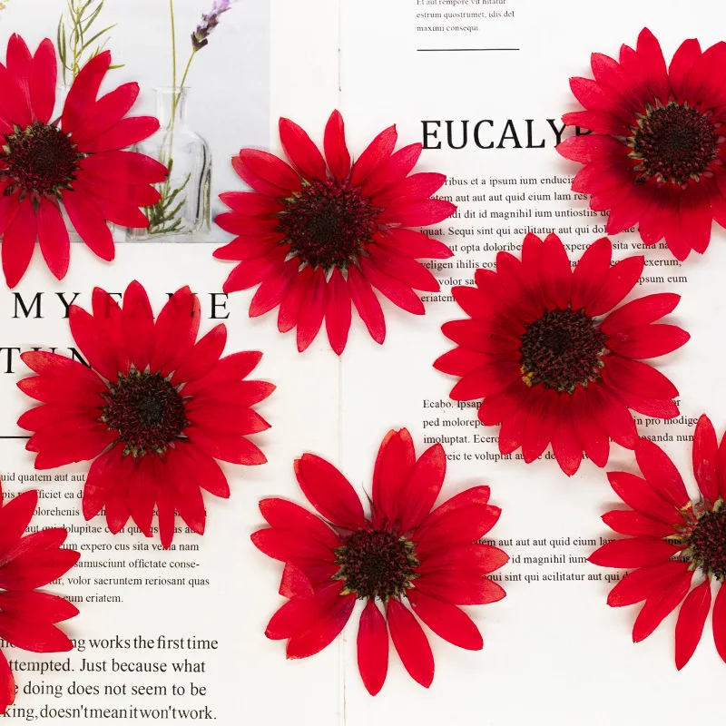 2 Stück, 6-8 cm, getrocknete gepresste Sonnenblumen für Harzformen, echte Blumen für DIY-Handyhüllen, Tischlampen, Wandkunst & Scrapbooking-Dekoration – Detail 5