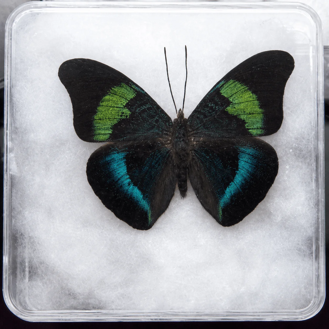 Real Butterfly Insect Specimen, Rare Butterfly, Clear Box + Pressed Cotton, Display Collectible Gift, Decor, DIY Material