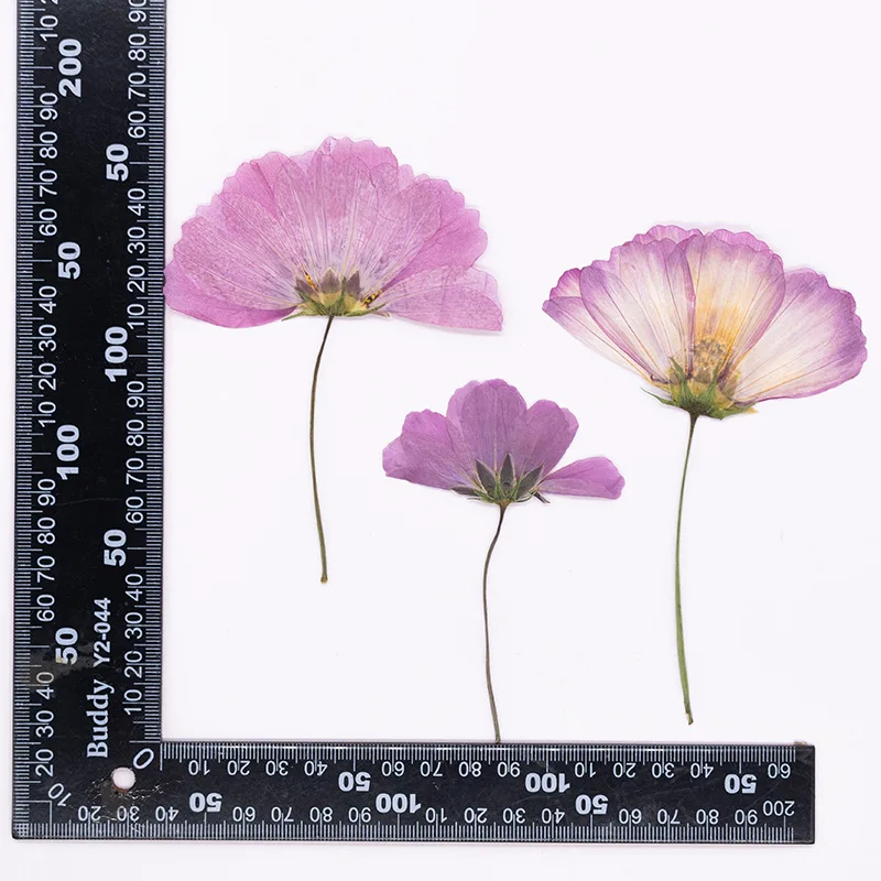 12 Stück, gepresste Gesang-Blume, echtes Trockenblumen-Zubehör für DIY-Lesezeichen, Gesichtsdekoration und handgefertigte Tropfkleber-Telefonhülle, Fotorahmen – Detail 8