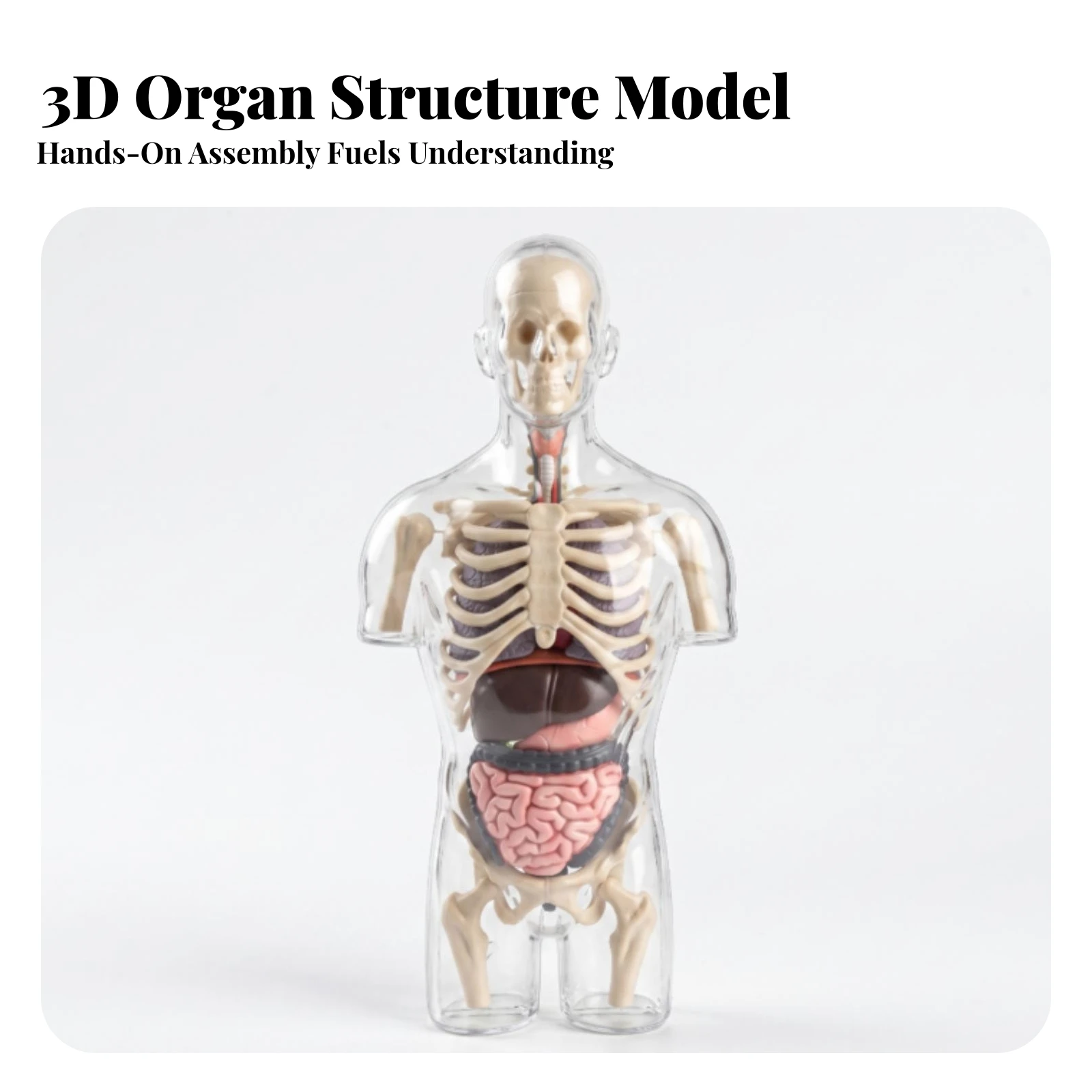 Transparent Anatomy Model Transparent Torso Model Freestanding 3D for Classroom