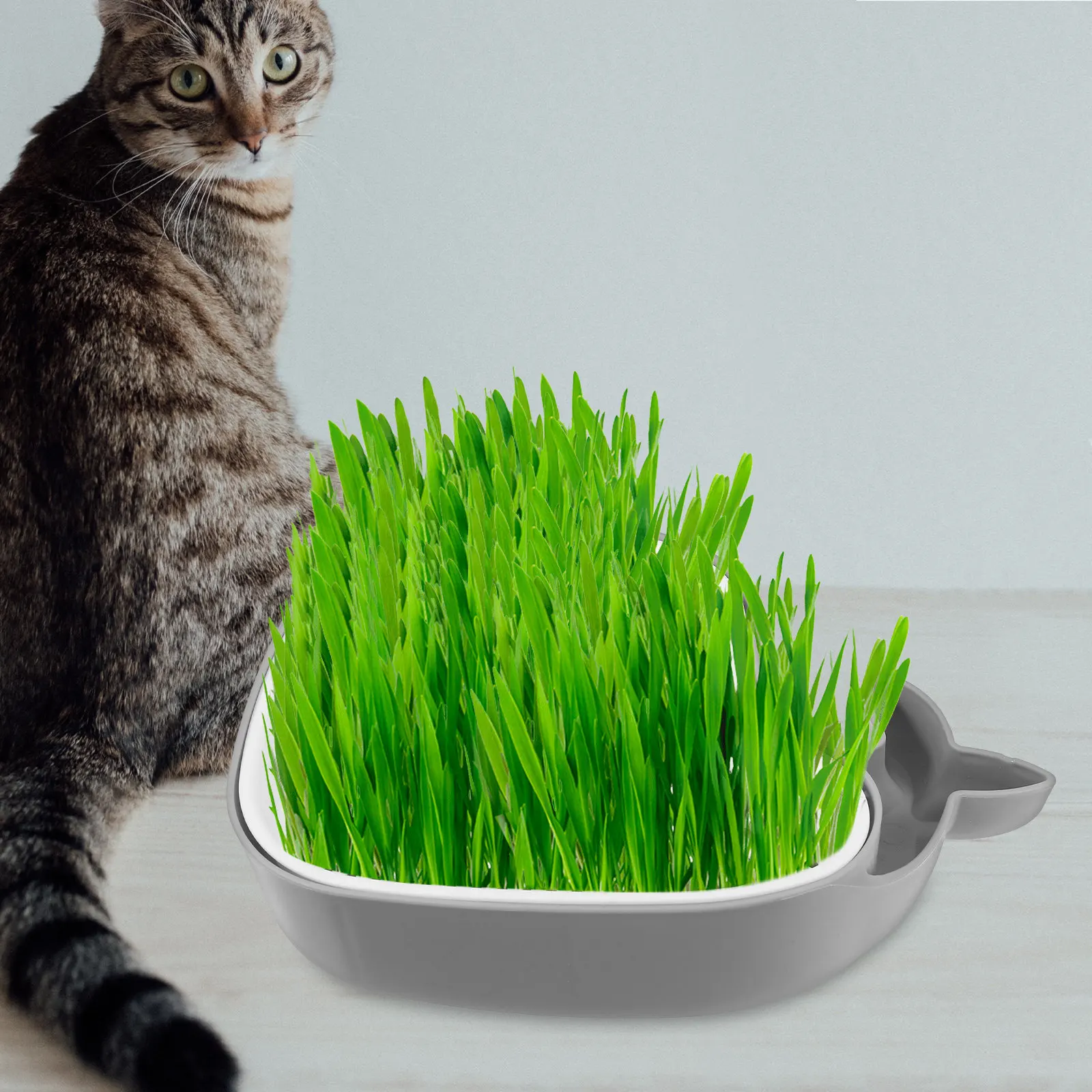Cat Grass Box Soilless Double Layer Hydroponic Planting Container Lightweight ABS Cat Grass Planter for Home Convenient Nursery