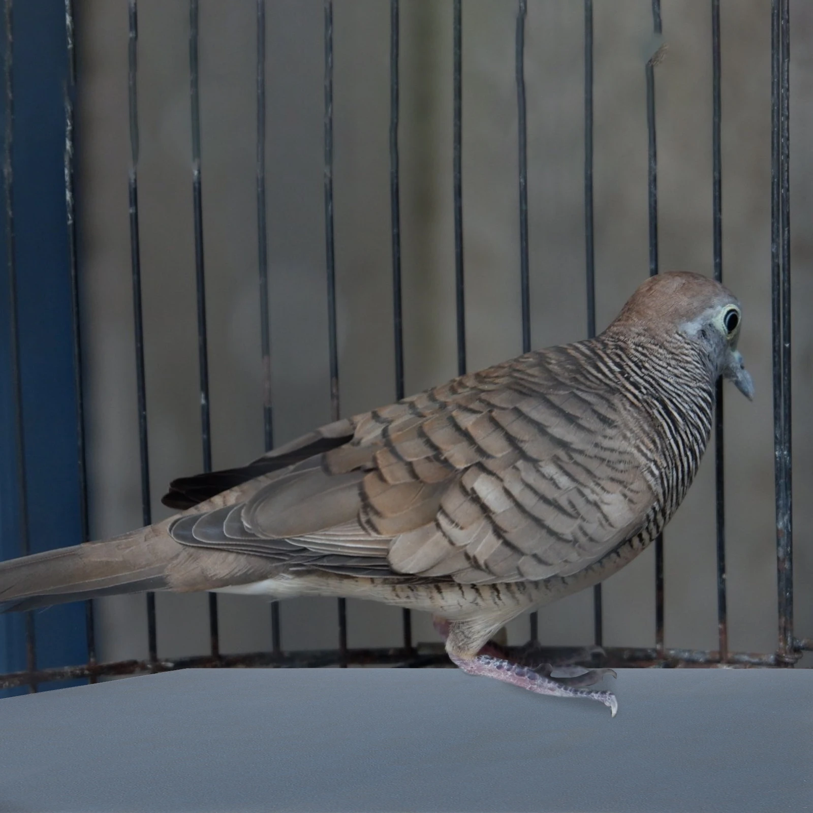 

Bird Cage Liner 10 Sheets Parrot Cage Pads Abrasive Paper Keeps Birds Healthy Comfortable Accessory Bird Gravel Paper