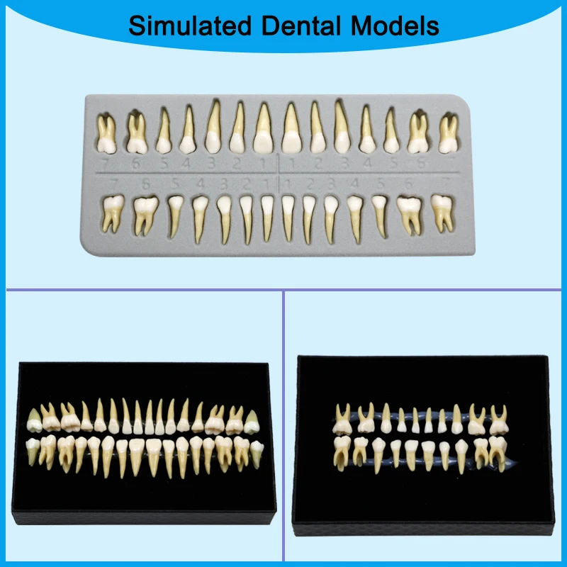 

Dental Permanent Teeth Model Dental Pediatric Adult Full Mouth Teeth Model Simulated Demonstration Teaching Studying Model