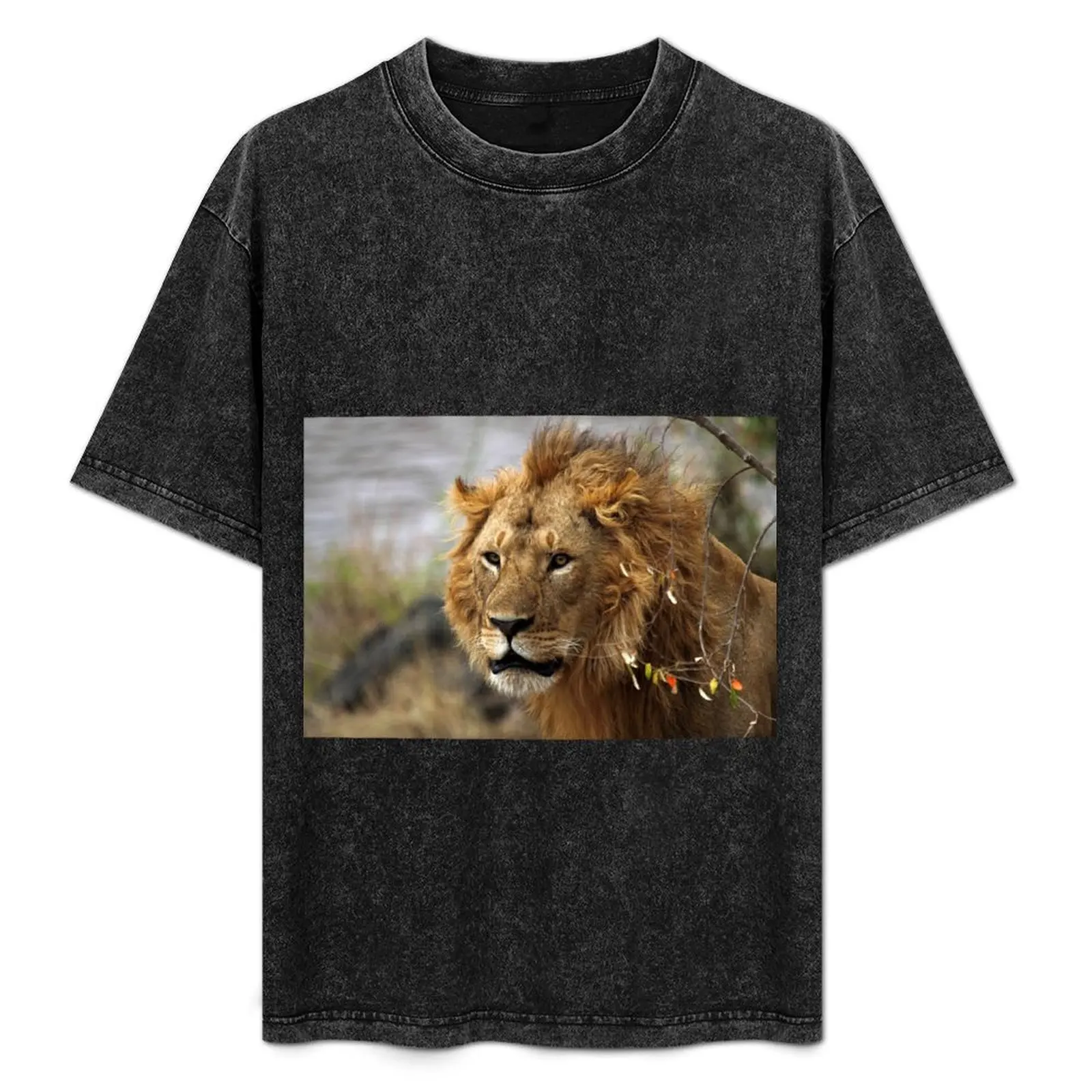 Cat: Large Male Lion Looking Intently as He Comes Out of the Bush, Maasai Mara, Kenya T-Shirt anime tshirt Men's t-shirt