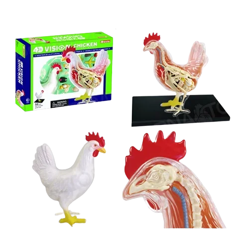 

4D обучающая модель животных, модель сборки