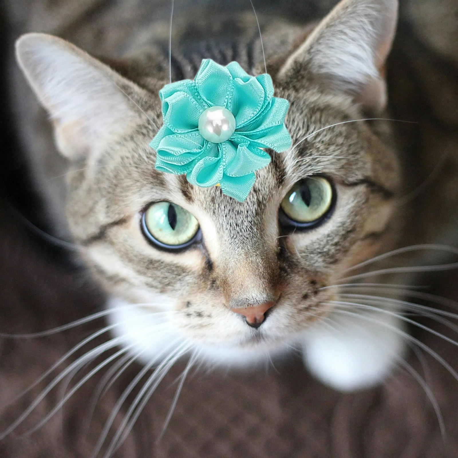 

20Pcs Flower Dog Hair Tie Chic Decorative Pet Hair Ties for Cats Dogs Daily Party Birthday Wedding Photo Accessories