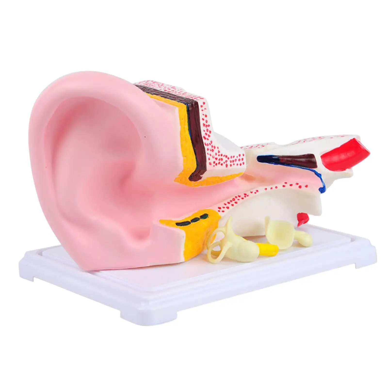 

Human Ear Model Anatomical 3D Ear Model for Study Display Desktop Display