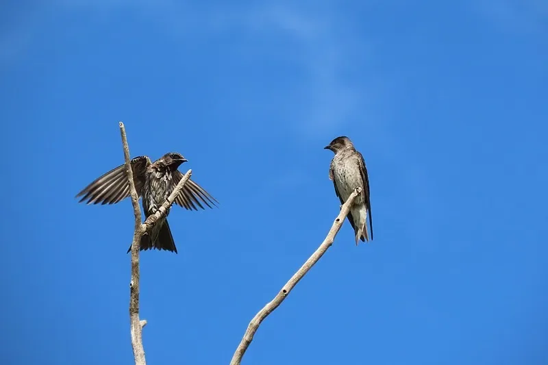 

Бесщеточный контроллер полета BETAFPV Matrix 1S 3IN1/4IN1 — для Meteor75 Pro O4 и Meteor65 Pro O4