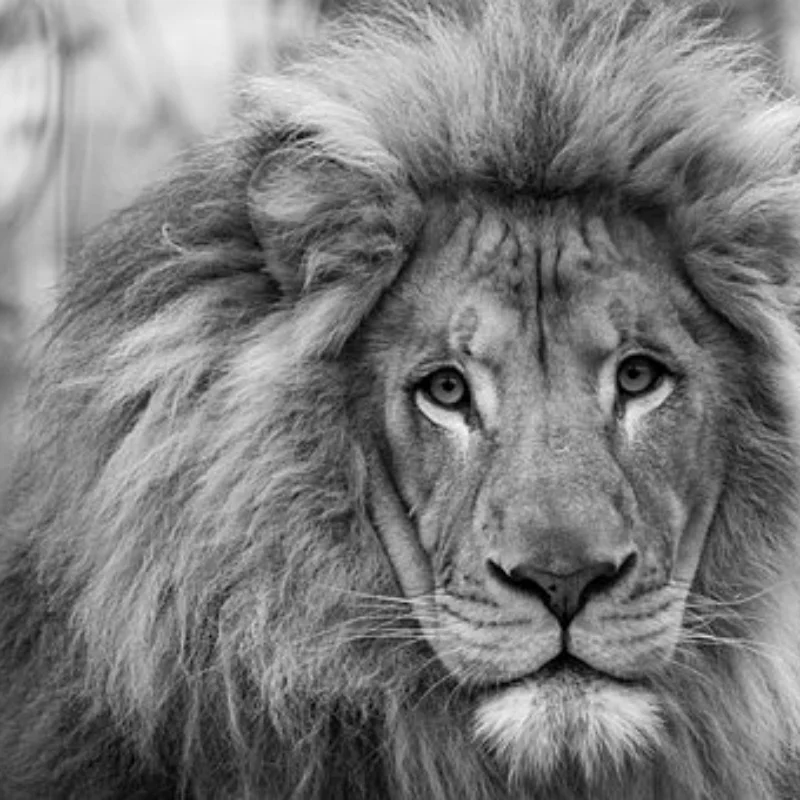 

Наборы инструментов для радиоуправления 18 в 1, плоскогубцы для отверток, шестигранная втулка, гаечный ключ, ремонтный ящик, набор для ремонта радиоуправляемых самолетов, радиоуправляемая модель автомобиля, игрушки