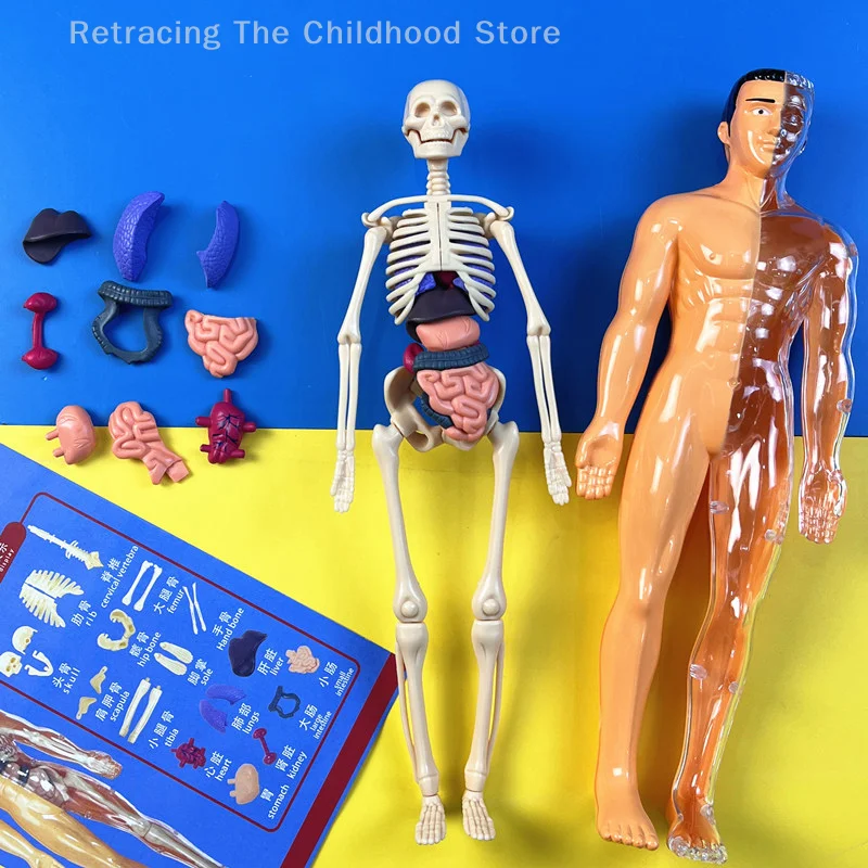 

3D Human Skeleton Organ Anatomy Scientific Model Kit Kids Body Education Models Removable Simulation DIY Organ Assembly Model
