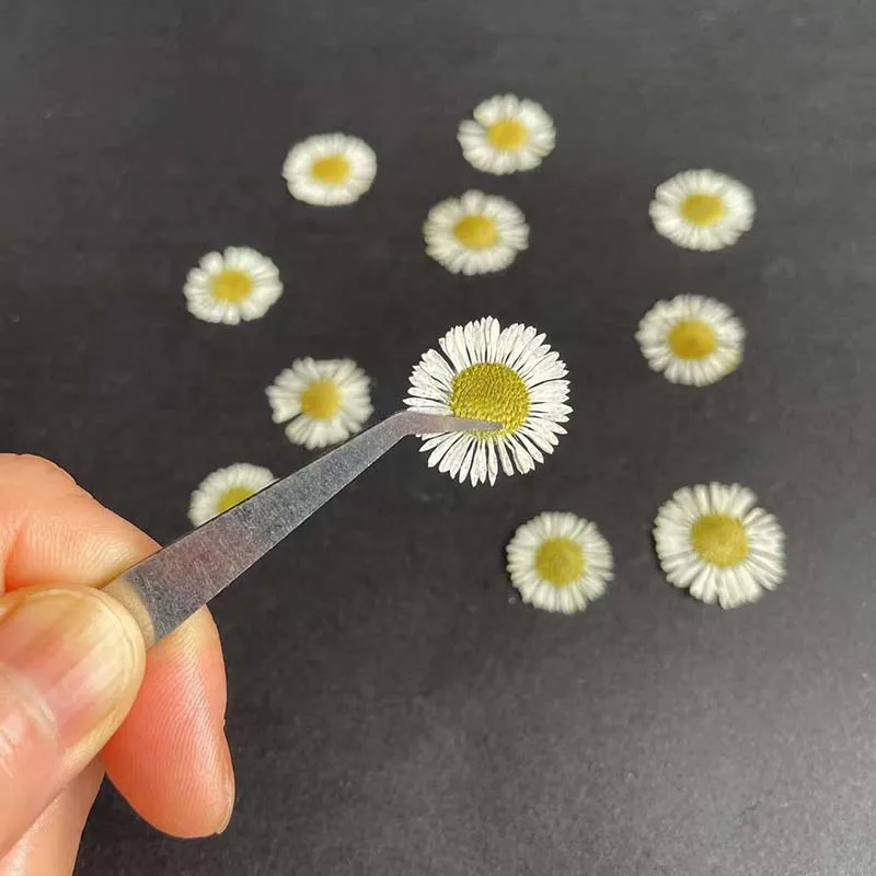 2.5~3CM/24PCS Real Natural Pressed Needle Chrysanthemum,Small Feipeng Flowers Heads For DIY Craft Resin Jewellery,Nails Art