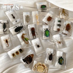 Insect in Resin Specimen Bugs Collection Paperweights Arachnid Resin Spec  decoration  home accessories in random bugs beetles