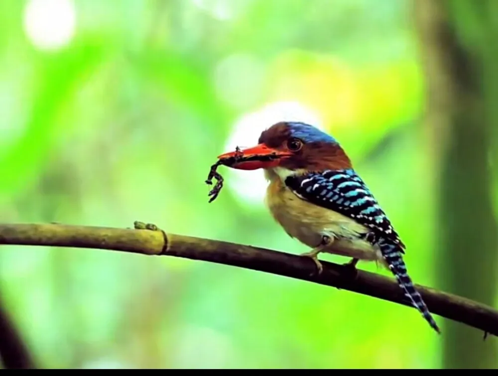 

Высокоскоростная радиоуправляемая машинка 40+ миль/ч, масштаб 1/18, 2.4G, 4WD, для больших трасс, модели HS 18311/18312, игрушка на радиоуправлении