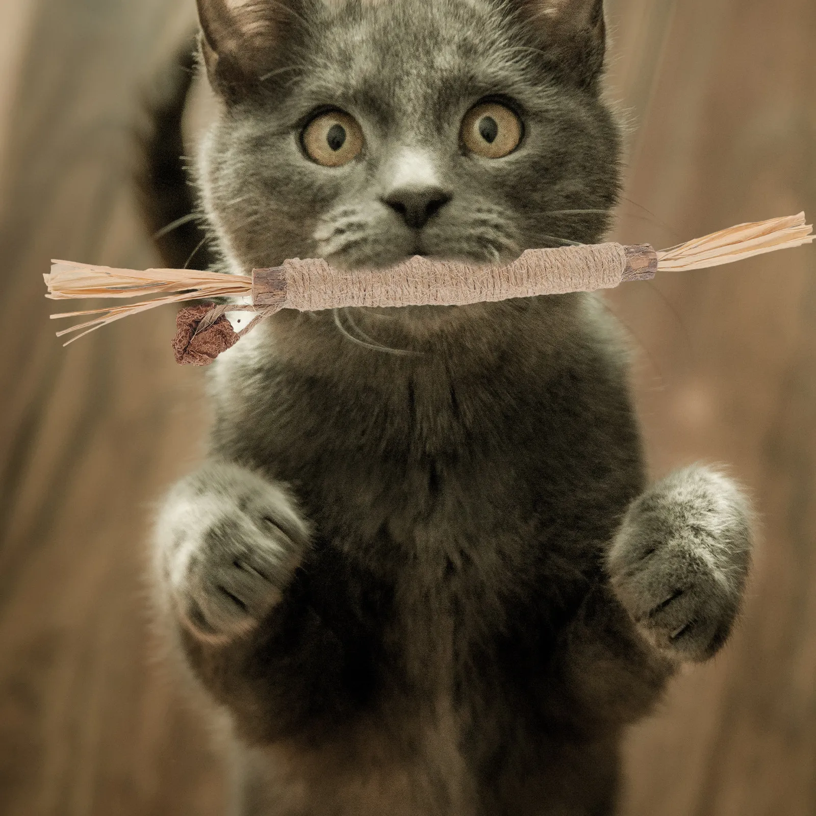 2Pcs Cat Chew Stick…