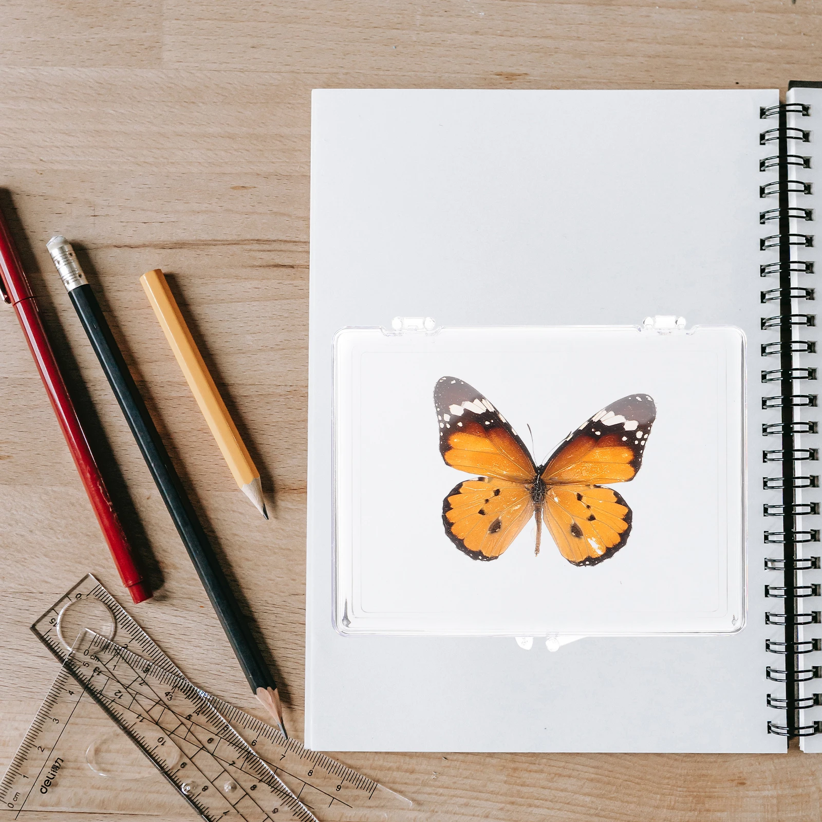 

Butterfly Specimen Ornaments Home Decor Plastic Desktop Insect Display Teaching Props Student Tools Collectibles Gifts