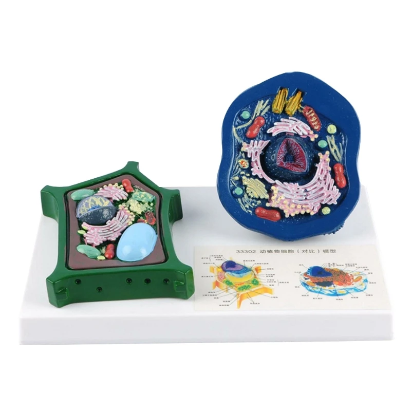Educational Animal and Plant Cell Anatomy Model For Teaching Demonstration