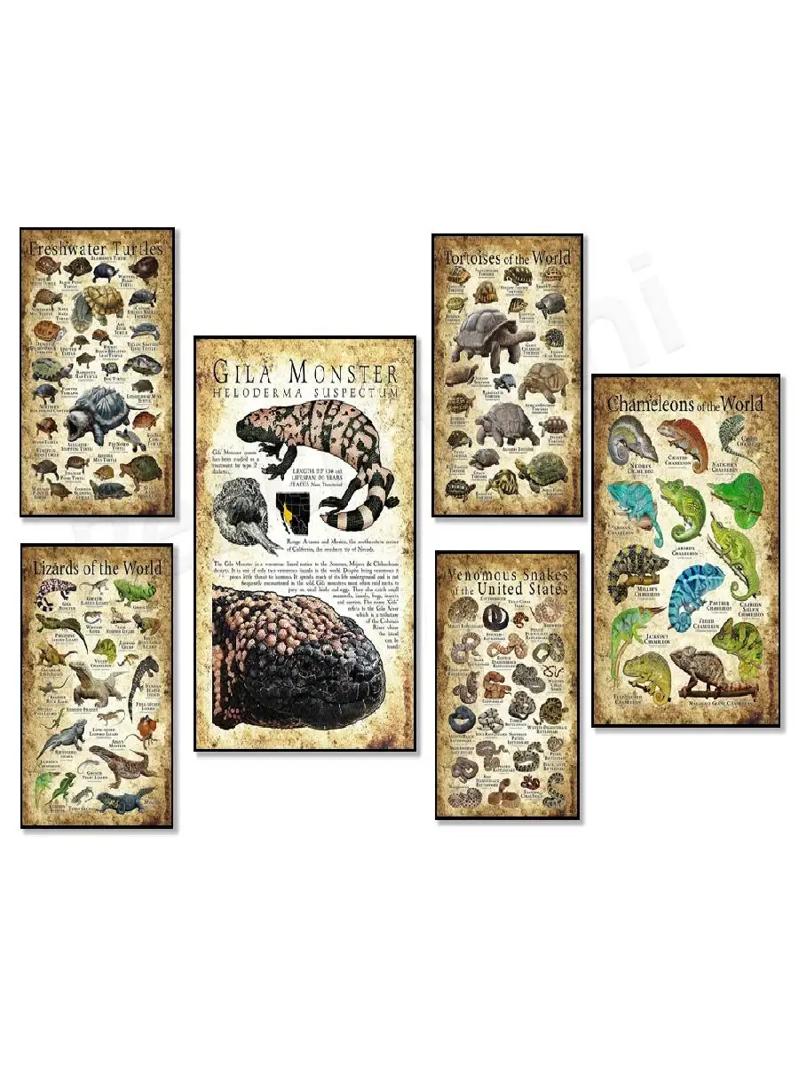 Reptile  Amphibian Educational Poster Set  Wildlife Wall Art Decor Featuring Venomous Snakes Lizards Turtles Chameleon Crocodile