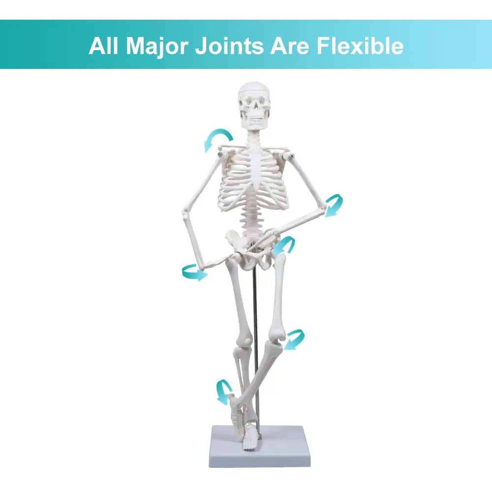 45CM Human Skeleton Model Anatomical Anatomy human Flexible Medical anatomical boneco toy in medical science supplies