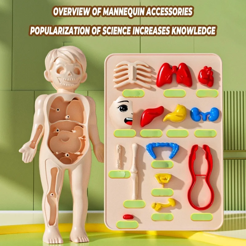 Bambini Biologia Scienza Montessori Giocattoli Corpo umano Organo Anatomia Modello Assemblaggio fai da te Giocattolo medico Studente Apprendimento Strumento educativo