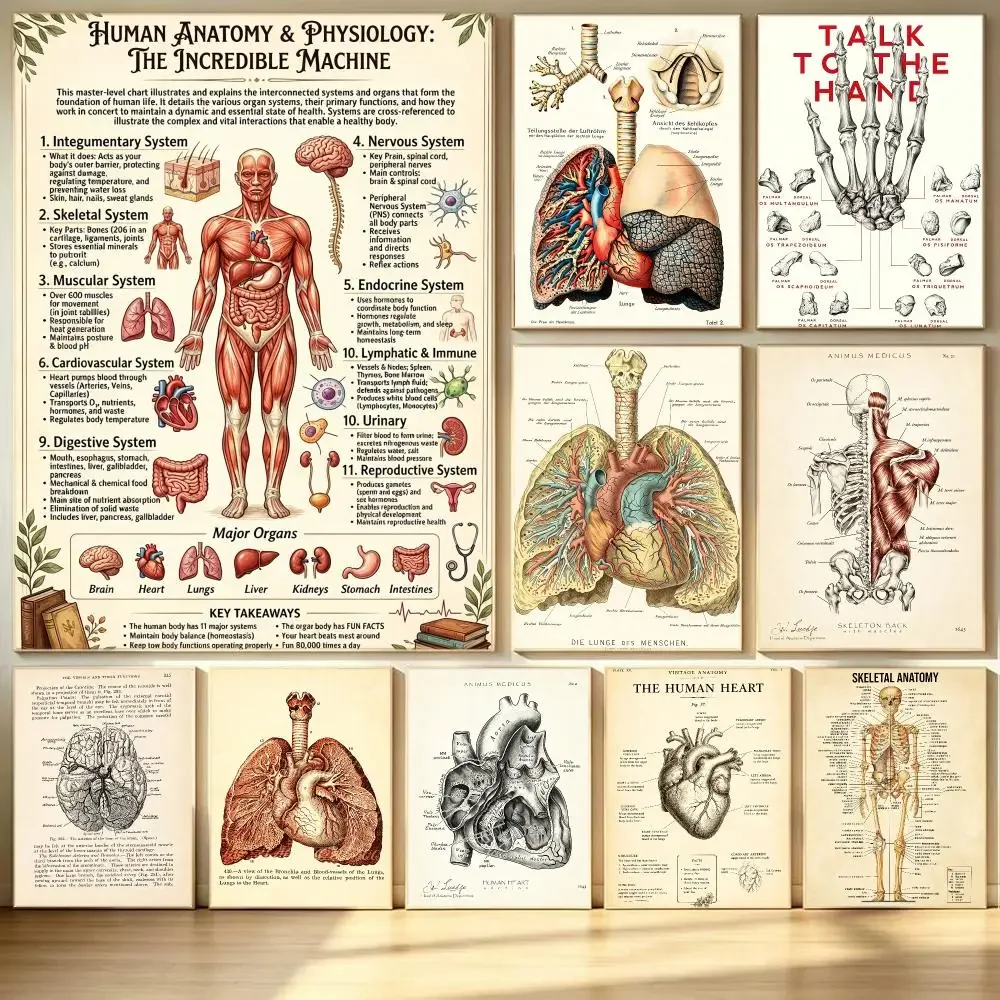 pattern Retro Human Organ Chart Poster HD  Printing Soothing and Cream Style Home Decor for the Living Room cafes Gift Giving