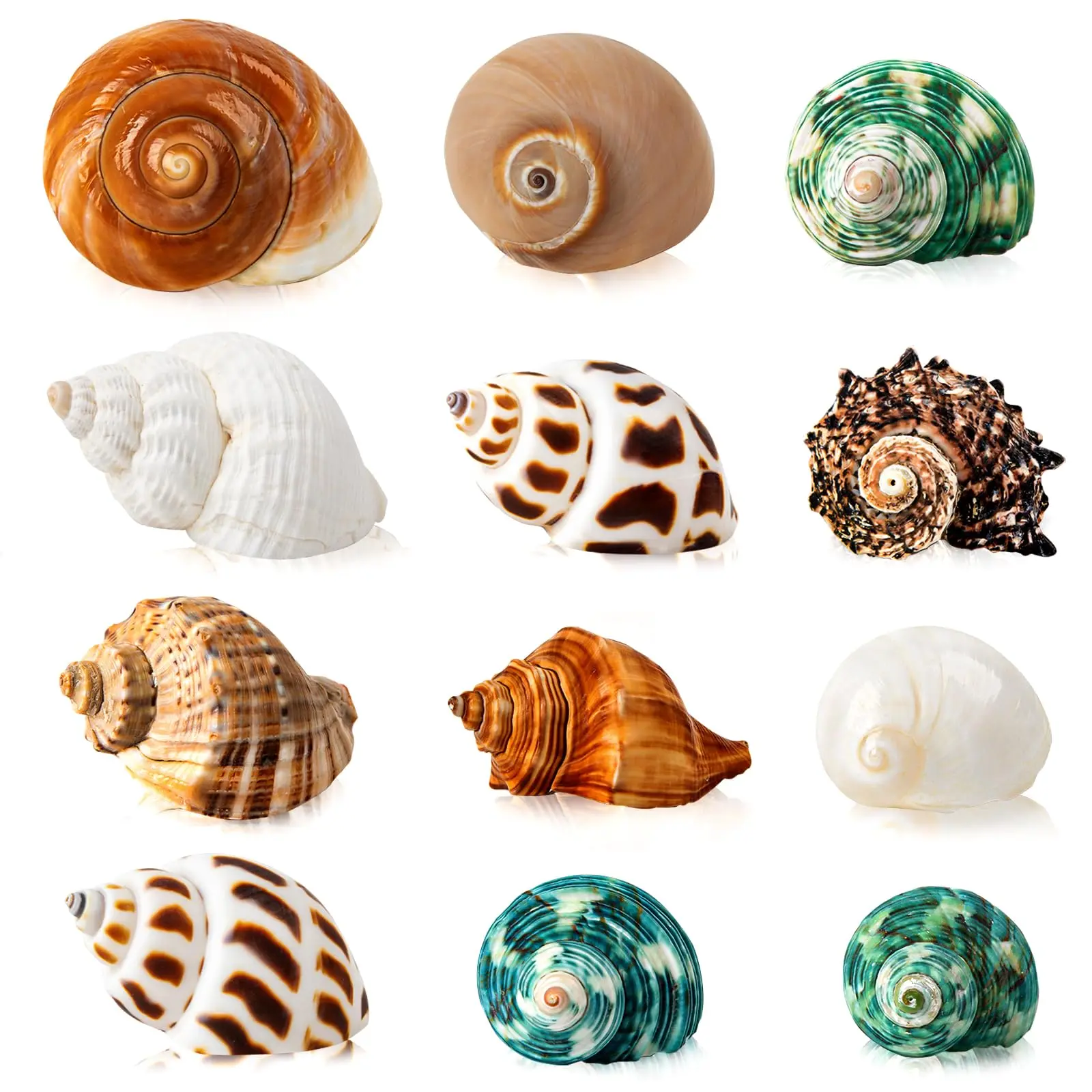 12 قطعة من أصداف السلطعون الناسك، محارة البحر الطبيعية للصغيرة والمتوسطة، خزان الأسماك، ديكور حوض السمك، ديكور المنزل