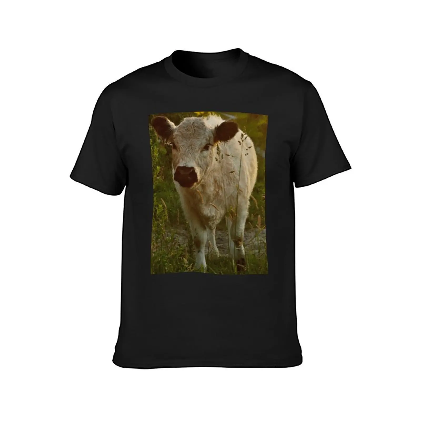 Galloway calf T-Shirt cute tops anime customs t shirts for men cotton