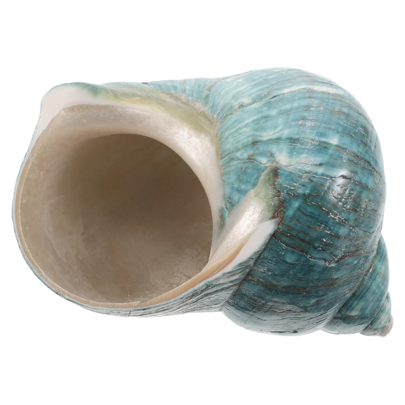 

Natural Large Conch Shell Ornament Mediterranean Seashell Ocean-Themed Shell Specimen Coastal Home Aquarium Decoration