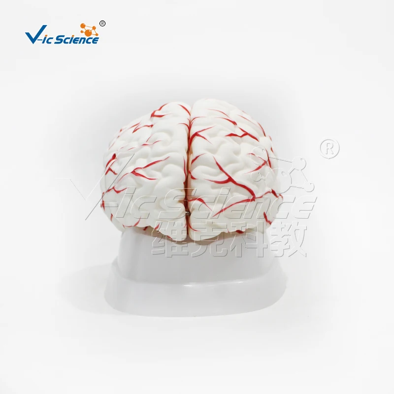 Umani PVC Medico Cervello con Arterie Modello