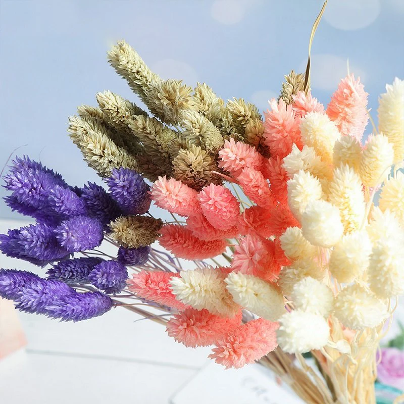 

100pcs Dried Gem Grass Flowers Natural Preserved Phalaris Bouquet Gift for Living Room Hoom Boho Decor Wedding Decoration