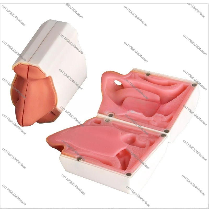 For Nasal Cavity Structure Model, Nose Model, Examination Nasal Cavity Structure Model, Otorhinology Teaching Explanation Model