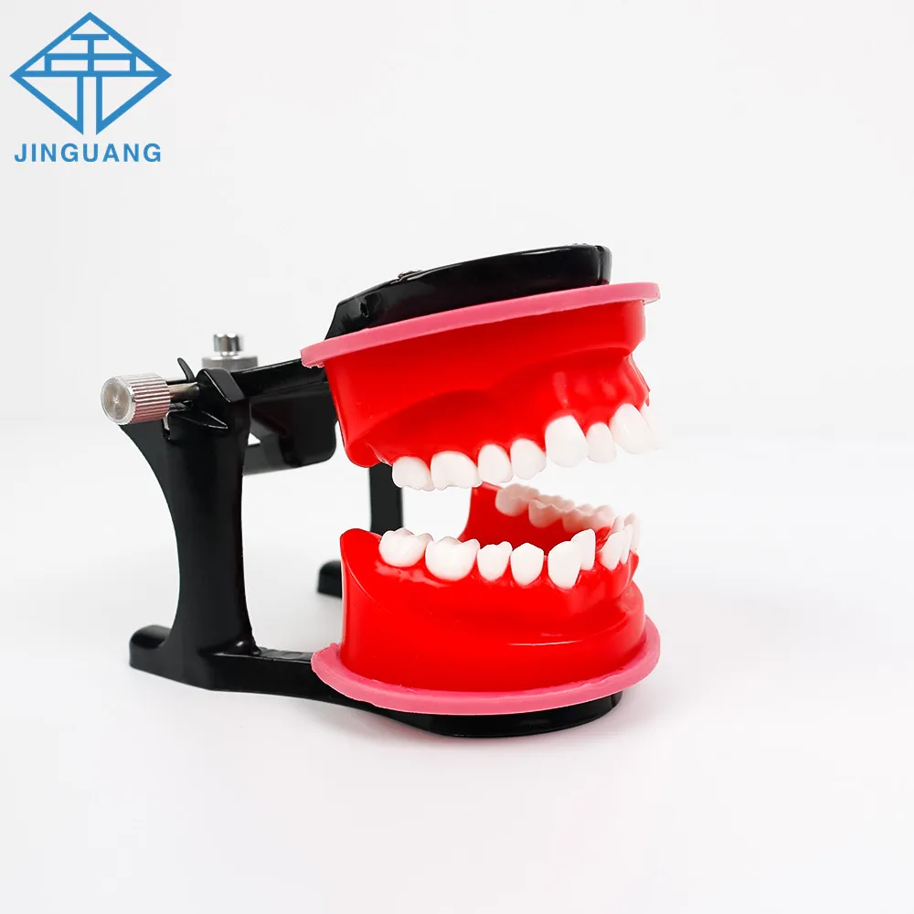 

Dental Orthodontic Teeth Practice Model Red Wax Gum Tooth Teaching Model Teaching Study Communication Dentist Oral Medical Model