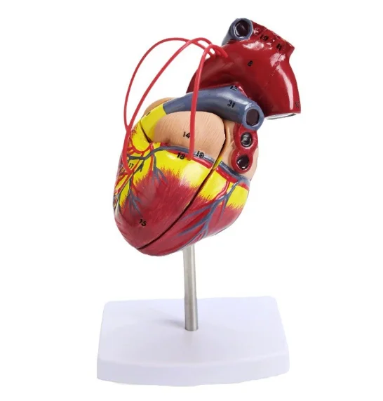 Medical Teaching and Training Model Cardiac Anatomy Model
