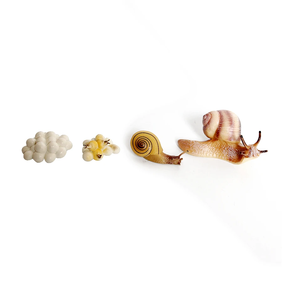 Realistic Life Cycle Of A Snail Model Figure Snail Figurine Party Favors Supplies Cake Toppers Desktop Decoration Collection Toy