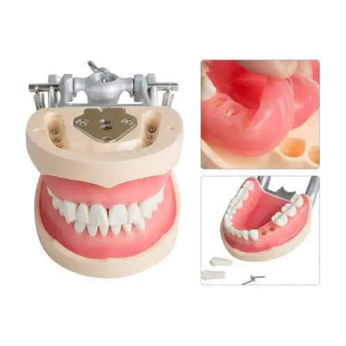 Get a with Teeth Model Dental Dentist Universal Standard 200H Type Removable Tooth Soft Gum - Ideal for Oral