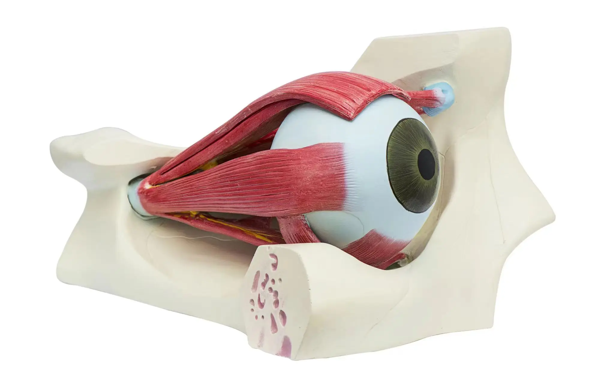 

Eyeball and Orbital Enlargement Model Advanced Human Anatomy Medical Training Simulator