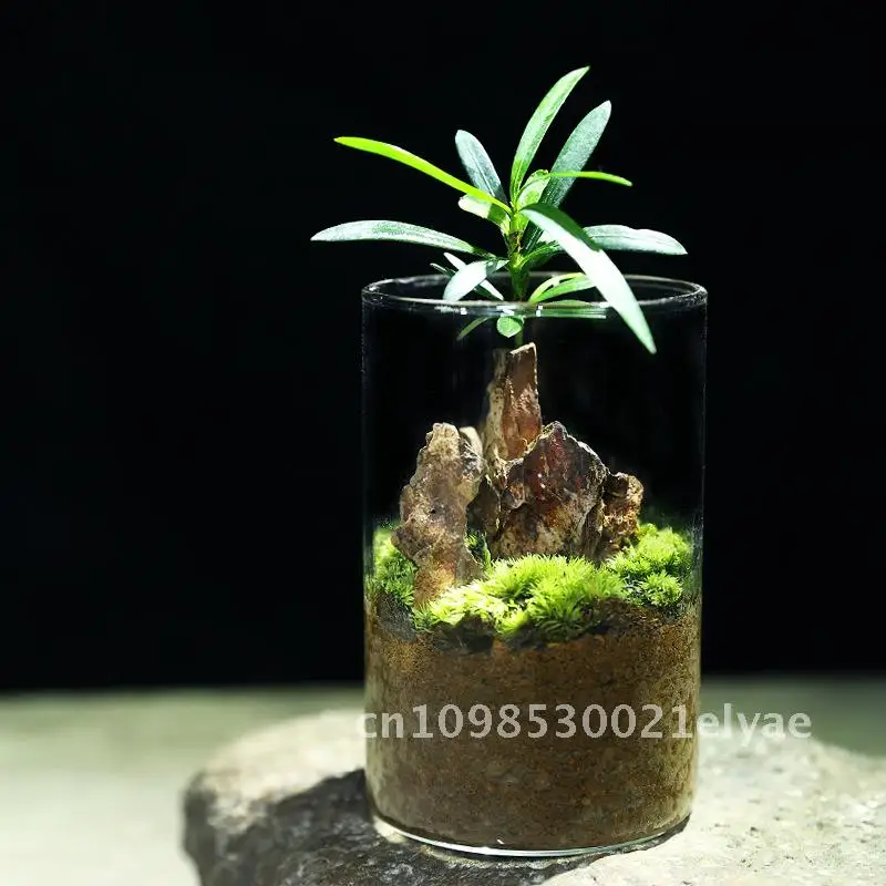 

Crab Ecological Cylinder Desktop Decoration Handcrafted Glass Pine Micro Landscape Green Plant Pet Climbing Gift Indoor Ornament