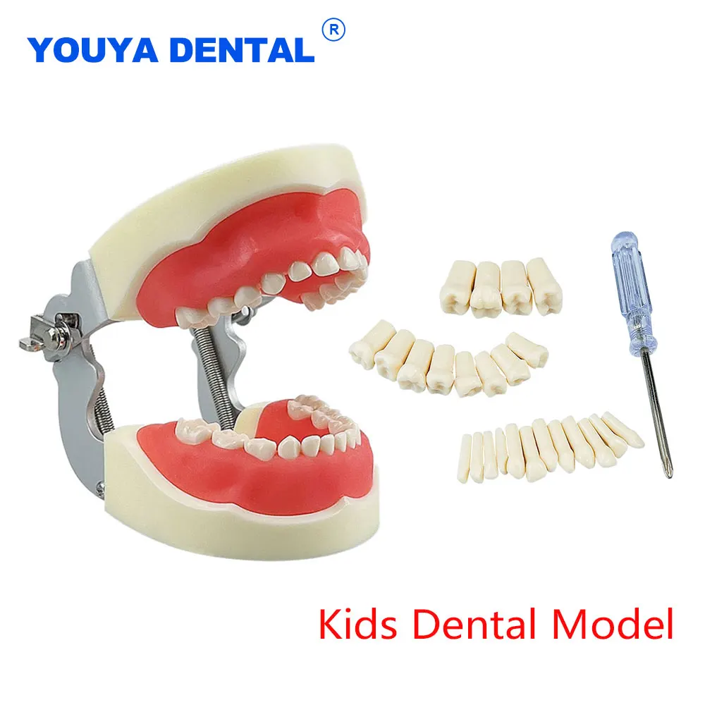 Dental Kid Child Teeth Model With 24pcs Removable Resin Teeth Practice Teaching Gum Teeth Jaw Model Dentistry Demonstration Tool