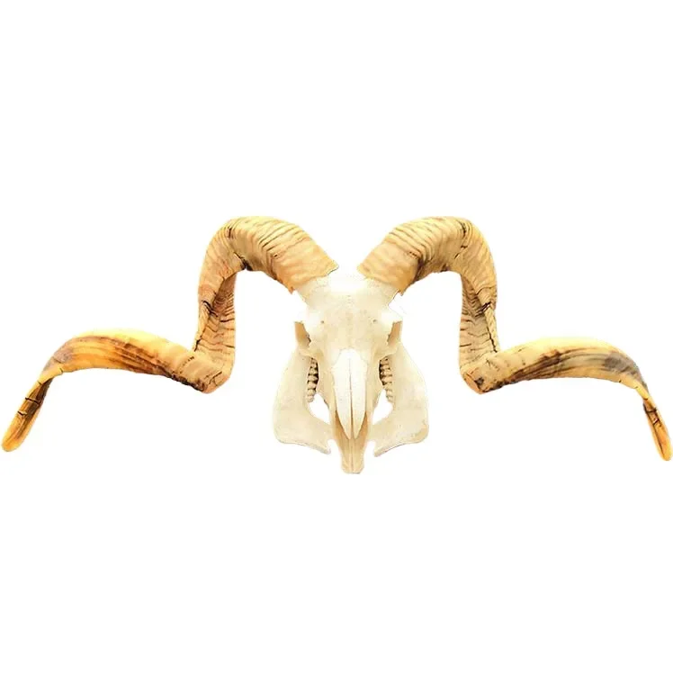 Tibet pure natural real sheep skull real horn decorations Ornaments Handmade wall hanging Featured handicrafts