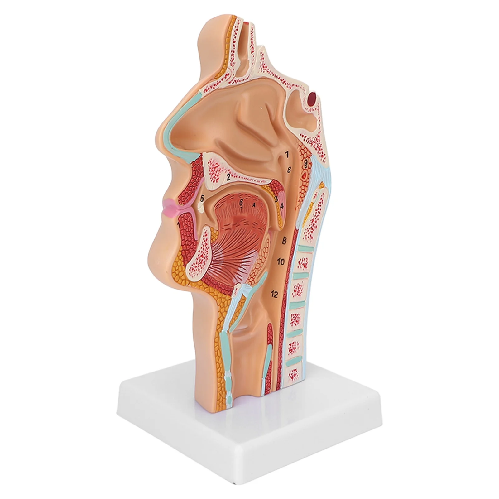 Human Nasal Oral Cavity Throat Anatomical Model for Science Classroom Teaching Presentation Display