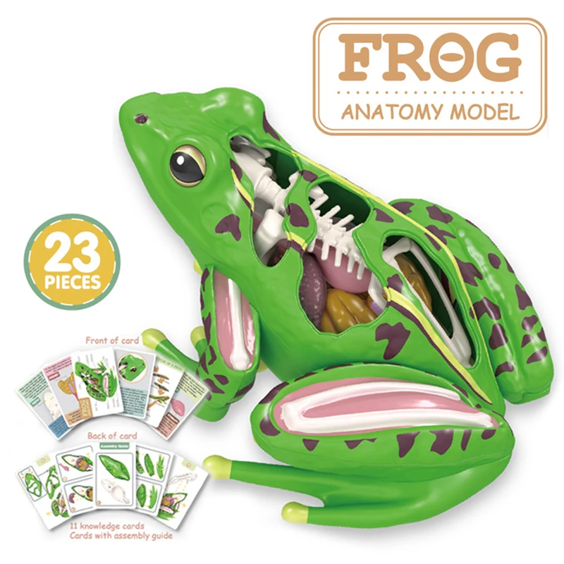 4D Frog Anatomy Model Montessori Toys Detachable Frog Organs STEM Biology Education Teaching Aid Early Learning Toy for Children