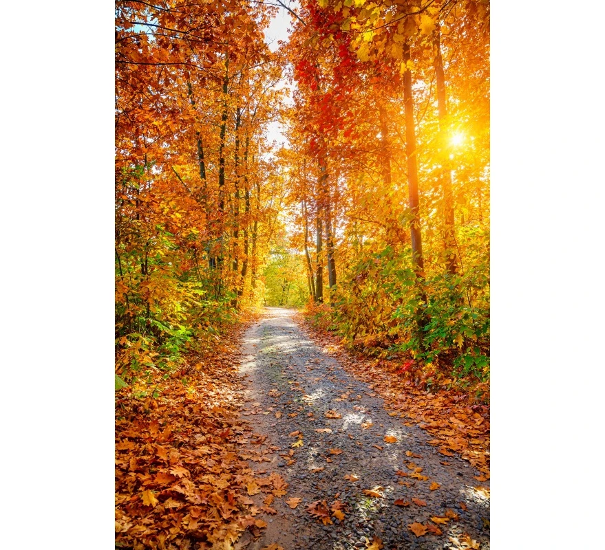 Telón de fondo de paisaje de bosque otoñal, hojas caídas, camino de campo de árbol, paisaje de naturaleza, retrato de fotografía, Fondo de estudio