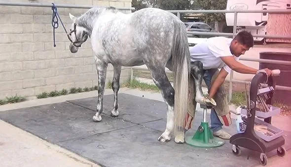 Standardowy podnośnik do kopyta