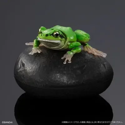 GACHA Ecological Atlas FIGURE Freshwater Organisms Tree Frog Rain Frog Simulated Animals ACTION Figure Model Toys