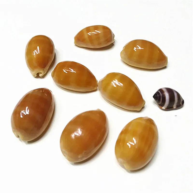 Cypraea Carneola,Natural Rare Conch Shell, Purple Mouth Cowrie, Fish Tank Aquarium Landscape,Home Collection Ornaments